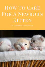 How To Care For A Newborn Kitten Newborn Kittens Newborn Care Taking Care Of Kittens