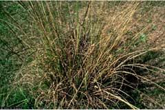 Image result for Sporobolus pyramidalis
