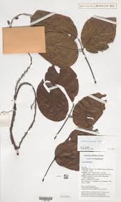 Image result for Macropsychanthus