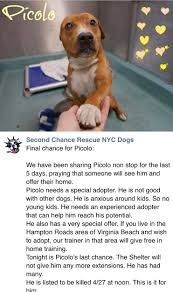 Second chance pet rescue is pawsitivily grateful to everyone who came and participated, sponsored, donated and volunteered at a bark at the park, 2011. Pets