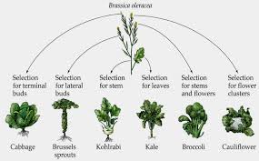 Vance Crowe On Twitter Brassica Plant Breeding Plant Species