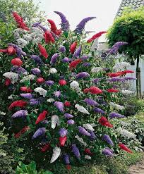 Arbuste Persistant Au Jardin Arbre Au Papillons Buddleia De Davide Arbuste Persistant Arbuste Jardins De Vivaces