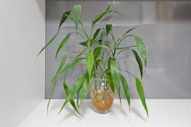 Image result for Dracaena sanderiana