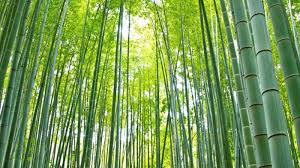 Hasil gambar untuk bambu