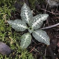 Image result for Goodyera