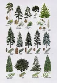 conifers types of pine trees conifer trees tree id