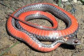 Northern Red Bellied Snake Snake Reptiles Reptiles And Amphibians