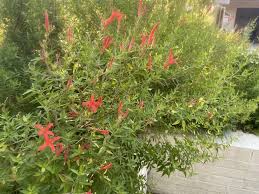 Image result for Anisacanthus
