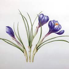S P R I N G T I M E C R O C U S Flower Record Pure Watercolor 50x60cm Massif Aok Framed With Art Glass Botanical Art Botanical Watercolor Flower Art