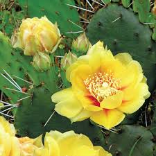 Image result for Opuntia