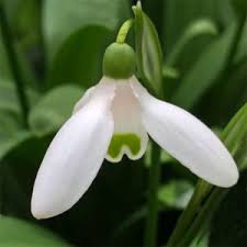 They resent becoming desiccated so must be planted quickly after lifting. Galanthus Snowdrops Australian Nurseries Online