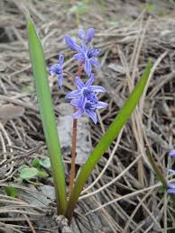 Image result for Scilla achtenii