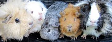 All Things Guinea Pig Genetics