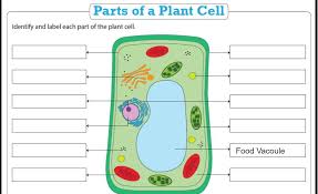 Labeled plant cell diagram ixl. Hi I Am Having Trouble Labelling This Plant Cell So Could You Please Help Me Label It Thank You Brainly Com