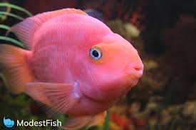We did not find results for: Blood Parrot Cichlid Care Complete Guide For Aquarists