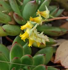 This list shows a few of my favorites, and each image links to a dedicated page with more information. Echeveria Agavoides E Pulidonis Comparison