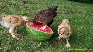 When the weather is warm, the plants will grow very quickly. Is Feeding Chickens Scraps From The Kitchen Safe Backyard Poultry