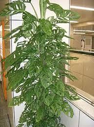 Fruit & flowering plants · planting guides available · fast shipping Monstera Adansonii Subsp Laniata Wikispecies