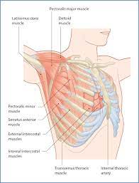 Anatomy, breast, axilla, chest wall, metastatic sites. Chest Wall And Mediastinum Basicmedical Key