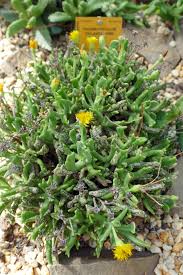 Image result for Rhabdophyllum