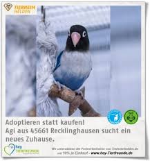 ist der kleine mann nicht niedlich er sucht ein zuhause mit partnerin interessenten melden sich bitte im tierheim recklinghausen in 2020 animals parrot bird