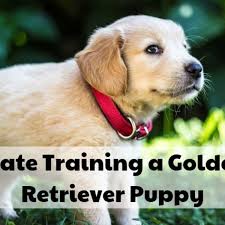 Look at pictures of golden retriever puppies who need a home. How To Crate Train A Golden Retriever Puppy Pethelpful By Fellow Animal Lovers And Experts