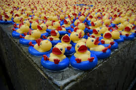 Insolite En Bretagne Ils Veulent Battre Le Record Du Monde De La Danse Des Canards Actu