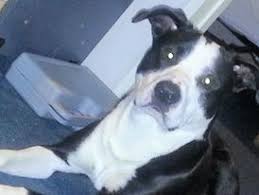 Check spelling or type a new query. My Border Collie X Pitbull Cooper He May Look Tough But Hes The Biggest Softy Collie Brain With A Bit Of Pitty Brawn Bordercollie