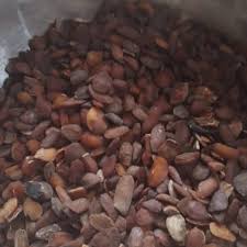 Image result for Hunteria umbellata