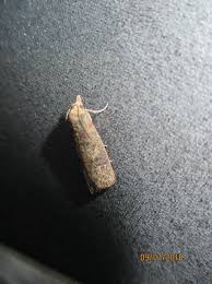 Invasion De Papillons Dans La Maison