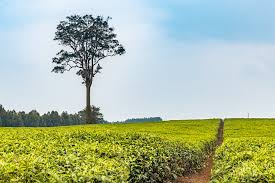 Image result for Pouteria adolfi-friedericii