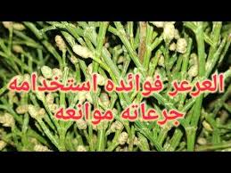 العرعر العشبة التي لا يمكنك الاستغناء عنها Youtube Herbs Plants Vegetables