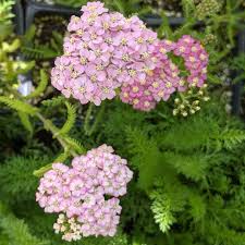 Image result for Achillea millefolium
