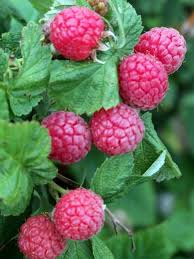 Framboises Baie Fruit Fruits Et Legumes Fruits
