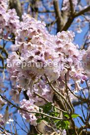 Fortunei and hybrids containing p. Paulownia Tomentosa Princesstree Empress Tree Buy Seeds At Rarepalmseeds Com