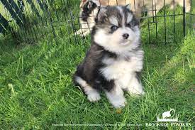 Pomsky Puppies For Sale Brookside Pomsky Pomsky Puppies Pomsky Puppies For Sale Puppies