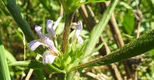 Image result for Hygrophila schulli