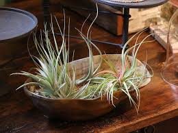 Get some inspiration with one of these fun and unusual air plant holders. Air Plants Containers Ideas Table Decoration Diy Easy Air Plant Display Designs Container Plants Air Plant Display Air Plant Terrarium