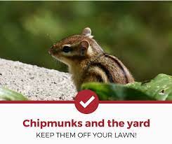 How To Keep Chipmunks Out Of Your Yard And Garden Pest Strategies