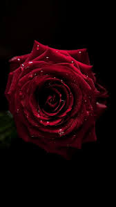 Love Beautiful Wallpapers High Quality Hupages Download Iphone Wallpapers In 2020 Rose Wallpaper Flowers Black Background Nature Iphone Wallpaper
