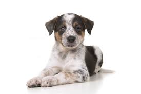 The blue heesky is an incredibly beautiful mix, but should not be judged on its many mixed breed puppies are unwanted litters, sometimes even from breeders of purebred dogs. Blue Heeler Or Australian Cattle Dogs Complete Information
