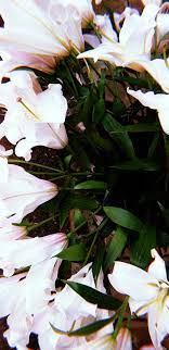 Spring Is Upon Us Spring Aesthetics White Lillies Flowers Summer Wallpapers Chandigarh Punja Aesthetic Roses Flower Aesthetic Lilly Core Aesthetic