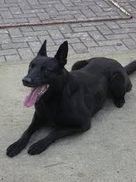 Let's learn more about the belgian malinois appearance. 24 Black Malinois Ideas Malinois Belgian Malinois Malinois Dog