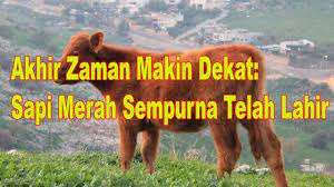 Sebagai informasi, kisah sapi merah memang dikaitkan dengan nubuat akhir zaman menurut kepercayaan orang kristen maupun yahudi. Akhir Zaman Makin Dekat Sapi Merah Sempurna Telah Lahir Youtube