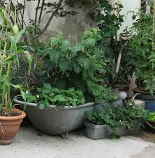 Wie sollten himbeeren gepflanzt werden? Himbeeren Pflanzen Pflegen So Geht Es Native Plants