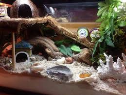 Here Is My First Crabitat It Is A 10 Gallon Tank I Made The 2nd Level Out Of Plexi Glass Crawling Hermit Crab Tank Hermit Crab Habitat Hermit Crab Homes