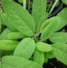 Berbulu halus • tumbuhan ini menyebabkan musuh yang memeganya akan merasa gatal. Tumbuhan Sage Salvia Officinalis
