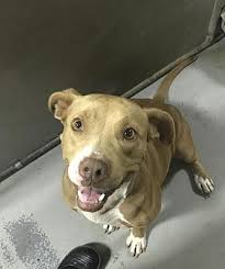 These dogs are known for their strong will and should belong to a person that is willing to work hard with them to establish a dominant role in the relationship. Pictures Of Abbie A American Bulldog For Adoption In Whiteville Nc Who Needs A Loving Home Pets Kitten Adoption Dog Adoption