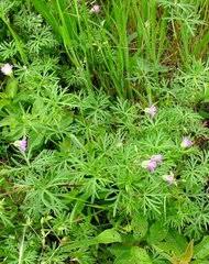 Image result for Geranium mlanjense