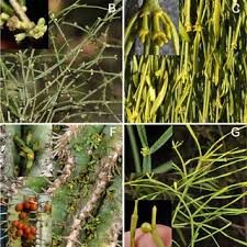 Image result for Viscum shirense